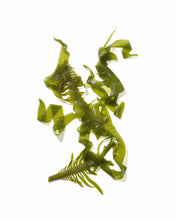 Load image into Gallery viewer, Mekabu Hydrating Conditioner 32 oz | MASAMI - Pothos Beauty