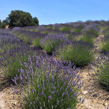 Load image into Gallery viewer, (Certified Organic)™ Lavender Sachet
